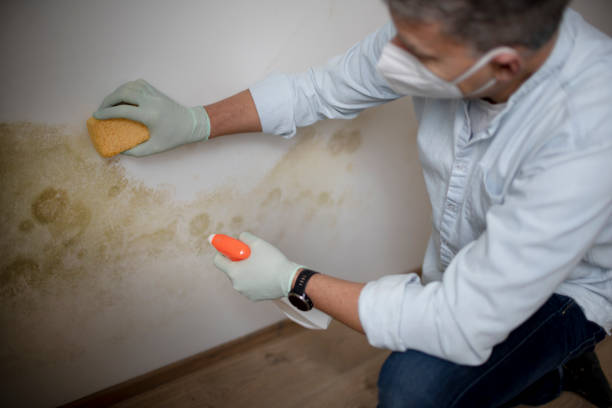 Best Professional Mold Removal  in Bonney Lake, WA